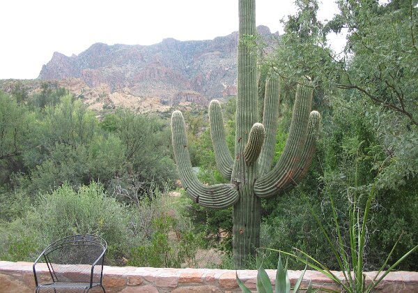 Boyce Thompson Arboretum