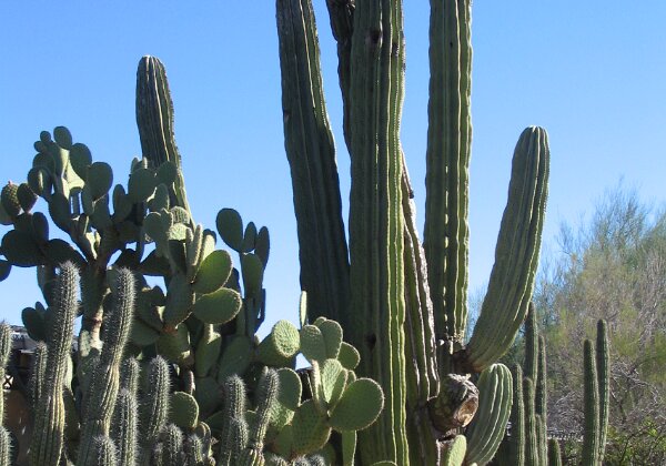 Desert Botanical Garden