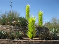 IMG_0020 Mission Statement: The Garden’s commitment to the community is to advance excellence in education, research, exhibition, and conservation of desert plants of...