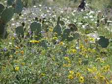 IMG_1573 Desert Wildflowers