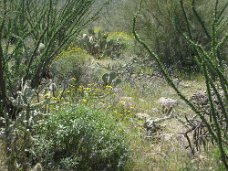 IMG_1579 Desert Wildflowers