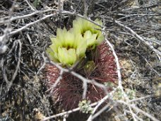 IMG_8104 Little barrel cactus in bloom