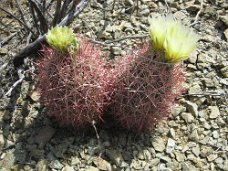 IMG_8111 Little barrel cactus in bloom