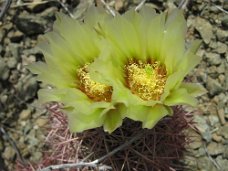 IMG_8112 Little barrel cactus in bloom