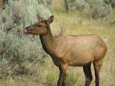 IMG_9599 Wildlife in Yellowstone