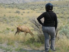 IMG_9603 Wildlife in Yellowstone