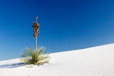 IMG_2063 Yucca adapt great to this harsh environment