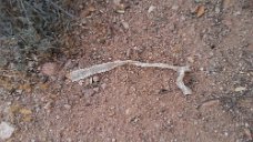 20160429_190541 Rattlesnake skin next to our capmground