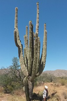 2017-04-18 11.41.27 Saguaros are always amazing