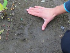 IMG_0509 Bear tracks
