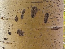 IMG_0551 Black bear claw marks