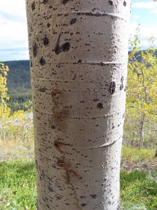 IMG_0552 Grizzly bear claw marks