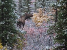 IMG_0651 Moose in the woods