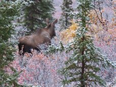 IMG_0656 Moose in the woods