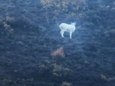 IMG_0699 Dall sheep are a common sight in Denali National Park