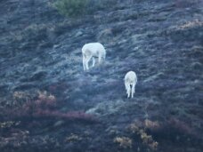 IMG_0709 Dall sheep are a common sight in Denali National Park