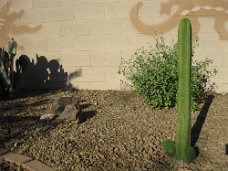 IMG_0016 San Pedro cactus