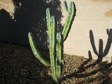 IMG_0017 Blue Myrtle cactus Date: 03/02/2008